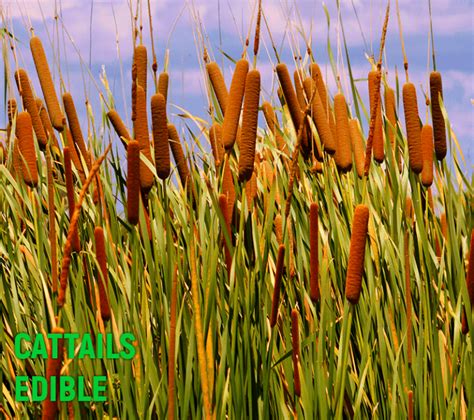 Cattails Mybackyard