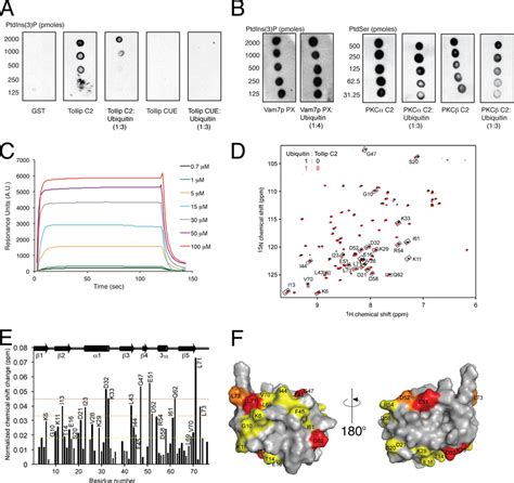 The Tollip C2 Domain Is An Ubiquitin Binding Domain A Lipid Protein Download Scientific