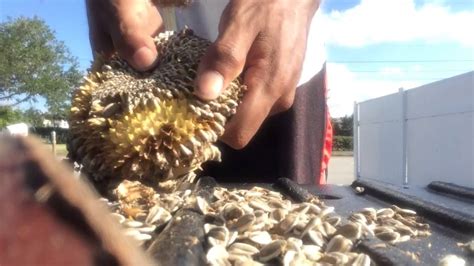 Harvesting Sunflower Seeds Youtube