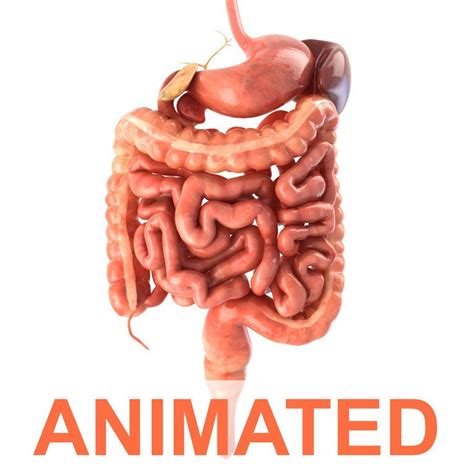 Anatomically accurate, realistic 3d model of human digestive system ...