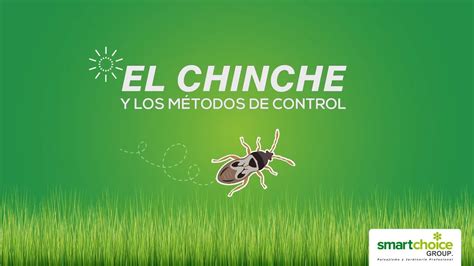 Dominando Al Chinche Estrategias Efectivas De Control Smart