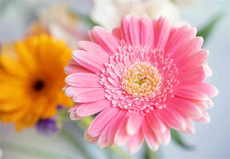 7 Species of Daisies for Your Flower Garden