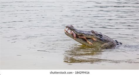 3,717 Crocodile attacks Images, Stock Photos & Vectors | Shutterstock