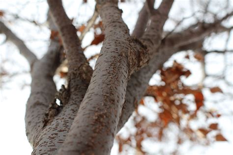 Fotos Gratis Rbol Rama Invierno Hoja Flor El Maletero Comida