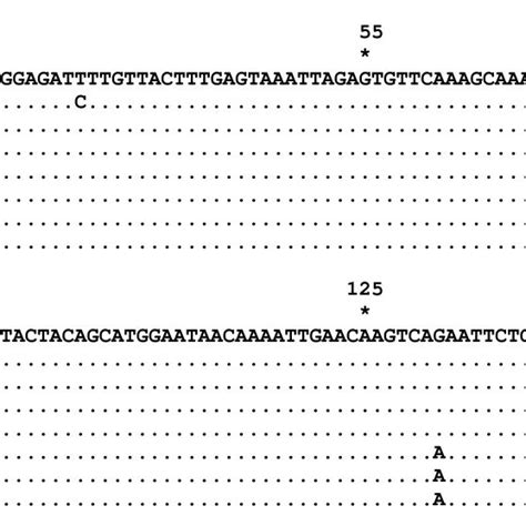 Multiple Sequence Alignment Of Short Segments From 18s Rrna Gene