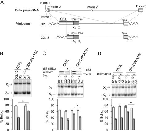 Oxaliplatin Modulates Bcl X Splicing Through The SB1 Element A