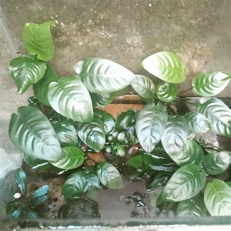 O Que Significa Emersas - Como Cultivar Plantas emersas em Aquários
