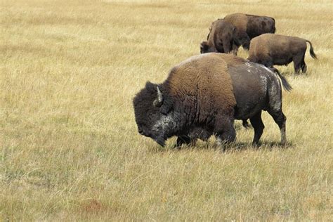 Yellowstone Grand Teton National Parks Ultimate Wildlife Safari