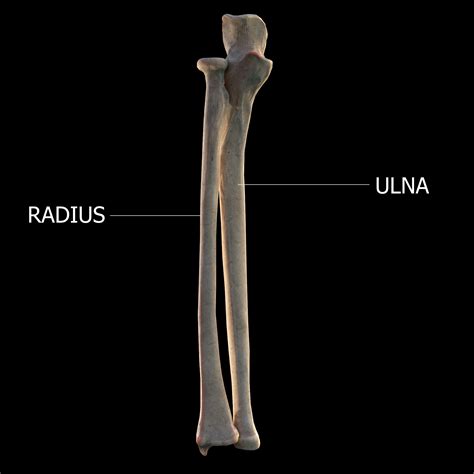 Radius Vs Ulna Bone