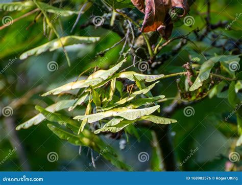 Sycamore seeds on the tree stock photo. Image of samara - 168983576