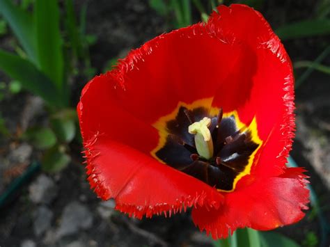 Tulip Flower Red Free Photo On Pixabay Pixabay