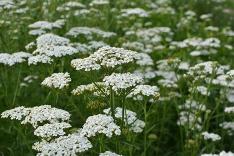 Common yarrow: planting, care guide & uses - Plantura