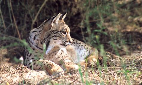 Defending Doñana National Park Spain Wwf