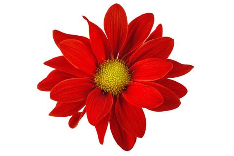 Flower White Background Picture | Best Flower Site