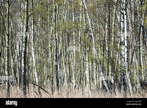 Scandinavian Birch Tree Betula Pendula Forest In Spring Stock Photo