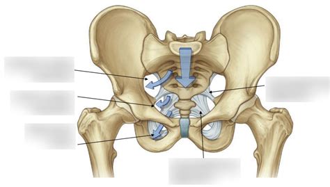 Greater and Lesser Sciatic Foramen Diagram | Quizlet