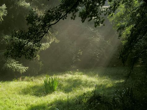 Meadow in the Forest by AvaBloom on DeviantArt