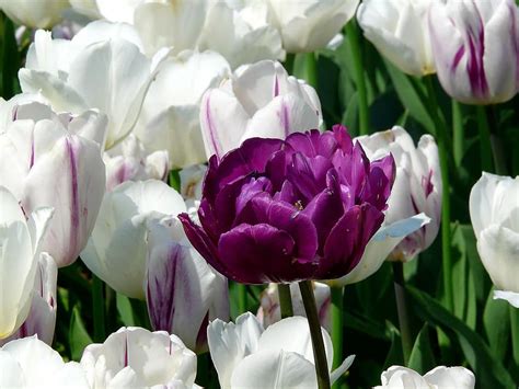 Tulips Tulip Field Blossomed Tulip Fields Tulpenbluete Spring Pikist