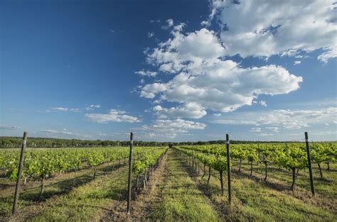 6 Texas Hill Country Wineries That Will Introduce You to Texas Wine