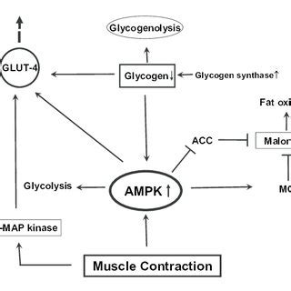 Glucose uptake during muscle contraction. | Download Scientific Diagram