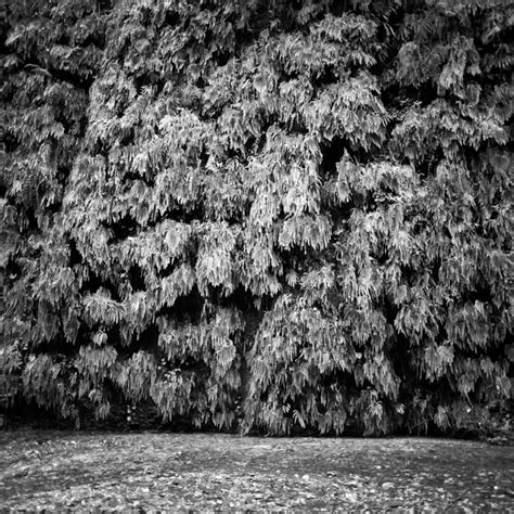 How to photograph the Fern Canyon (Redwoods National Park) — aows