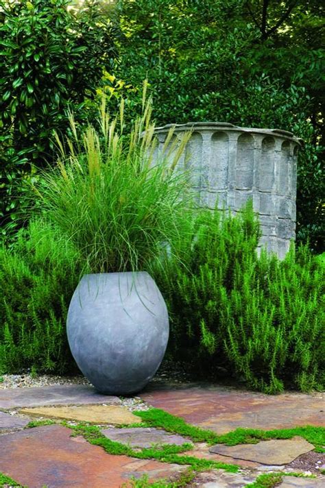 Gräser im Garten Ziergras im Kübel in Szene setzen