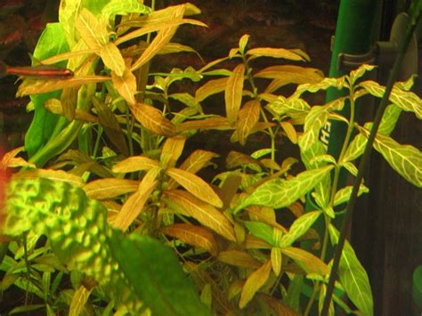ГИГРОФИЛА КРАСНАЯ (Нygrophila sp. Red) » Домашний аквариум