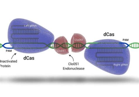 A PiggyBac Mediated Transgenesis System For The Temporary Expression Of