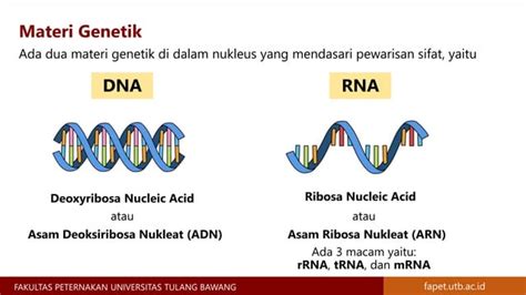 Materi Genetik Kromosom Gen Dna Dan Rna Materi Genetika Ternak Ppt