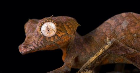 Gecko vs Lizard: What’s the Difference? - A-Z Animals