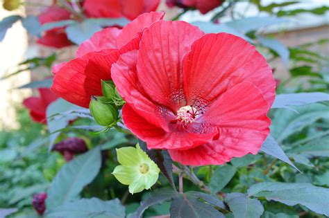 Hibiscus Moscheutos Luna Red Hardy Hibiscus