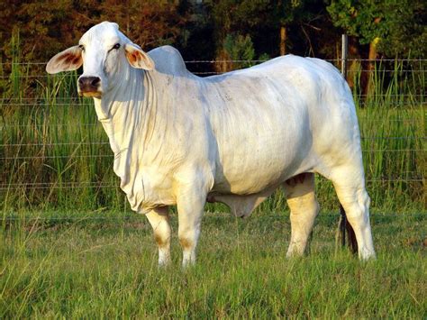 Brahman (cattle) - Alchetron, The Free Social Encyclopedia