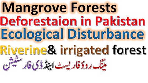 Mangroves Forest In Pakistan Deforestation Pak Ecology Riverine