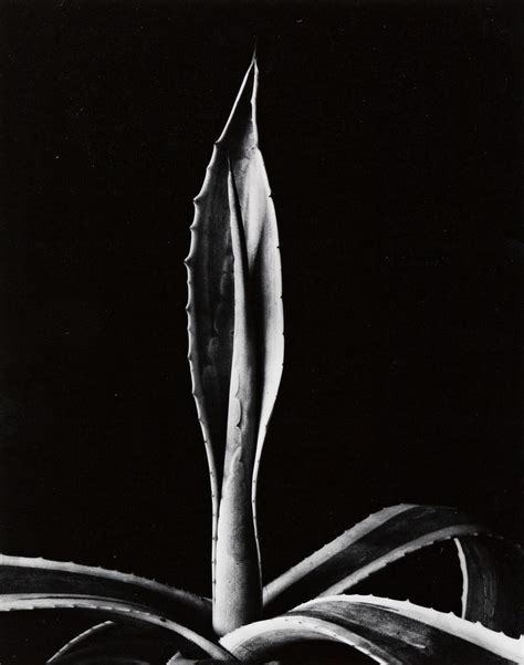 At Auction Imogen Cunningham Imogen Cunningham 1883 1976 Agave