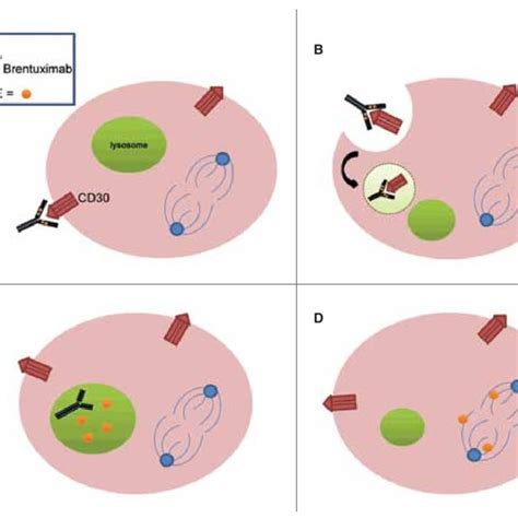 PDF Brentuximab Vedotin An Anti CD30 Antibody Drug Conjugate