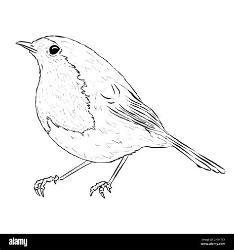 Robin Bird Line Art Logo that is Pencil Drawn on White Background Stock Photo - Alamy