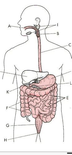 Biology Recap Test Digestive System Flashcards Quizlet