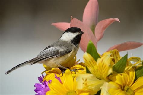 Premium Photo | Chickadee