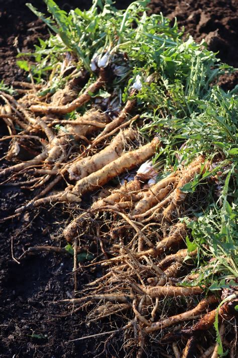 12+ Dandelion Root Recipes — Practical Self Reliance