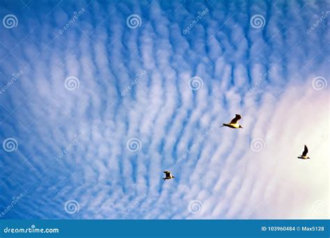 Soaring Birds While Enjoying Stunning Altocumulus Clouds Stock Photo