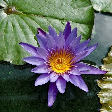 Lotus Bleu Graines Nymphaea Caerulea