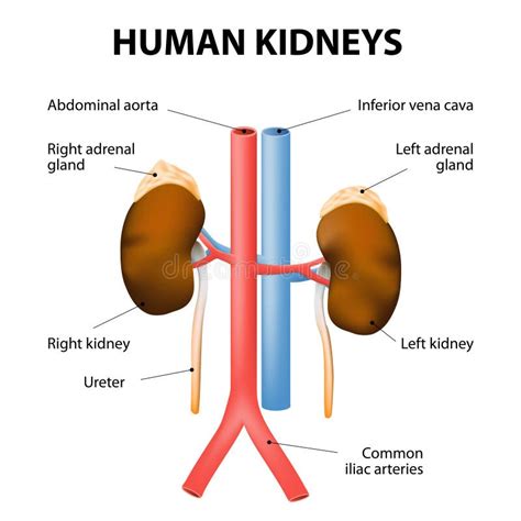 Position Of Adrenal Gland In Human Body Klopond