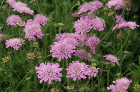 Scabiosa Columbaria Pink Mist Schurftkruid Duifkruid Bloemenpark