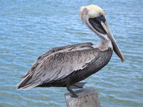 ‘pelican Of The Wilderness And ‘owl Of The Desert Here Are 29 Birds