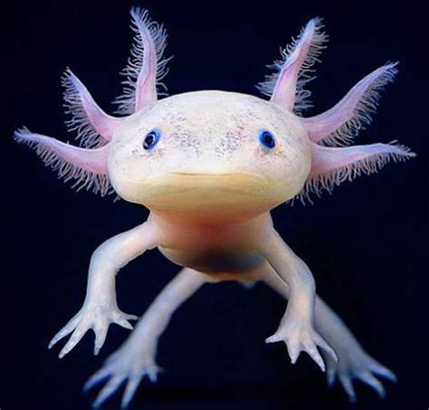 Axolotls The World Wide Zoo