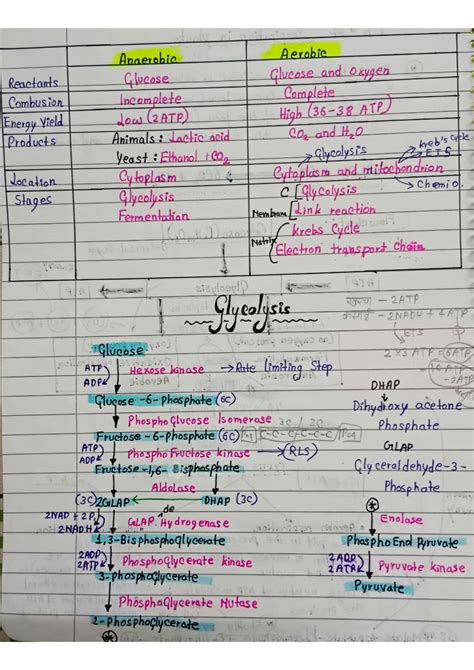 Solution Respiration In Plants Biology Class Full Chapter