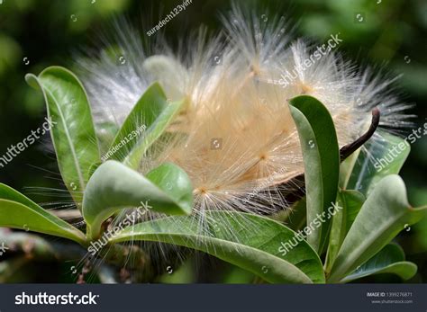 Azalea Flower Seeds Springing Out Pod Stock Photo 1399276871 Shutterstock