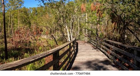 Boardwalk Path Corkscrew Swamp Sanctuary Naples Stock Photo 770697484 ...