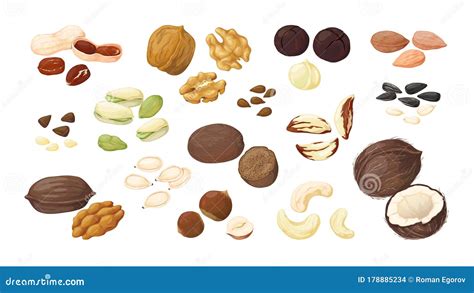 Cartoon Nuts Almond Peanut Cashew Hazelnut Nuts Sunflower Seed And