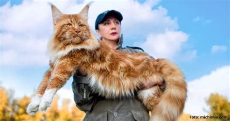 Maine Coon la raza de gato más grande del mundo esto es todo lo que